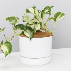 Indoor Garden Pothos 'Devils Ivy' Manjula Pothos (Epipremnum ‘Manjula’) - Pot + Plant + Soil