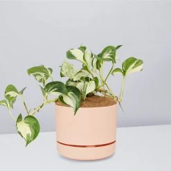 Indoor Garden Pothos 'Devils Ivy' Manjula Pothos (Epipremnum ‘Manjula’) - Pot + Plant + Soil 26 Indoor Garden Pothos 'Devils Ivy' Manjula Pothos (Epipremnum ‘Manjula’) - Pot + Plant + Soil