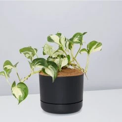 Indoor Garden Pothos 'Devils Ivy' Manjula Pothos (Epipremnum ‘Manjula’) - Pot + Plant + Soil 25 Indoor Garden Pothos 'Devils Ivy' Manjula Pothos (Epipremnum ‘Manjula’) - Pot + Plant + Soil