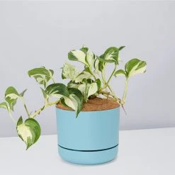 Indoor Garden Pothos 'Devils Ivy' Manjula Pothos (Epipremnum ‘Manjula’) - Pot + Plant + Soil 27 Indoor Garden Pothos 'Devils Ivy' Manjula Pothos (Epipremnum ‘Manjula’) - Pot + Plant + Soil