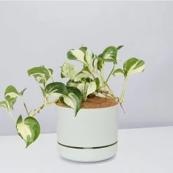 Indoor Garden Pothos 'Devils Ivy' Manjula Pothos (Epipremnum ‘Manjula’) - Pot + Plant + Soil 20 Indoor Garden Pothos 'Devils Ivy' Manjula Pothos (Epipremnum ‘Manjula’) - Pot + Plant + Soil