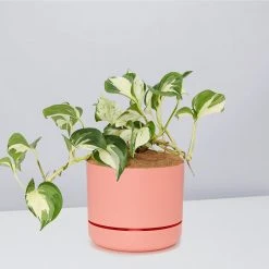 Indoor Garden Pothos 'Devils Ivy' Manjula Pothos (Epipremnum ‘Manjula’) - Pot + Plant + Soil 21 Indoor Garden Pothos 'Devils Ivy' Manjula Pothos (Epipremnum ‘Manjula’) - Pot + Plant + Soil