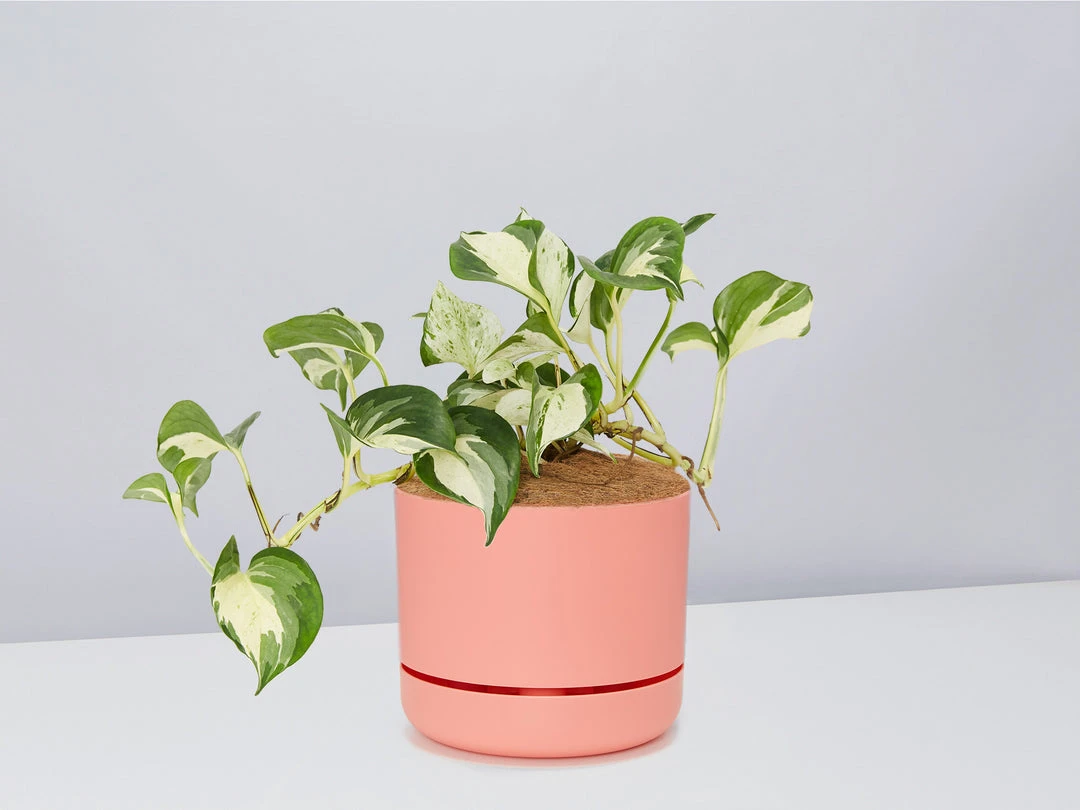 Indoor Garden Pothos 'Devils Ivy' Manjula Pothos (Epipremnum ‘Manjula’) - Pot + Plant + Soil 6 Indoor Garden Pothos 'Devils Ivy' Manjula Pothos (Epipremnum ‘Manjula’) - Pot + Plant + Soil