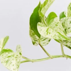Indoor Garden Easy Care Plants Pothos Marble Queen - Plant Only