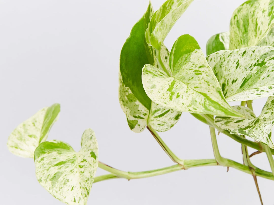 Pot + Plant Gift Box Pothos Marble Queen - Pot + Plant + Soil Pothos 'Devils Ivy' 10 Pot + Plant Gift Box Pothos Marble Queen - Pot + Plant + Soil Pothos 'Devils Ivy'