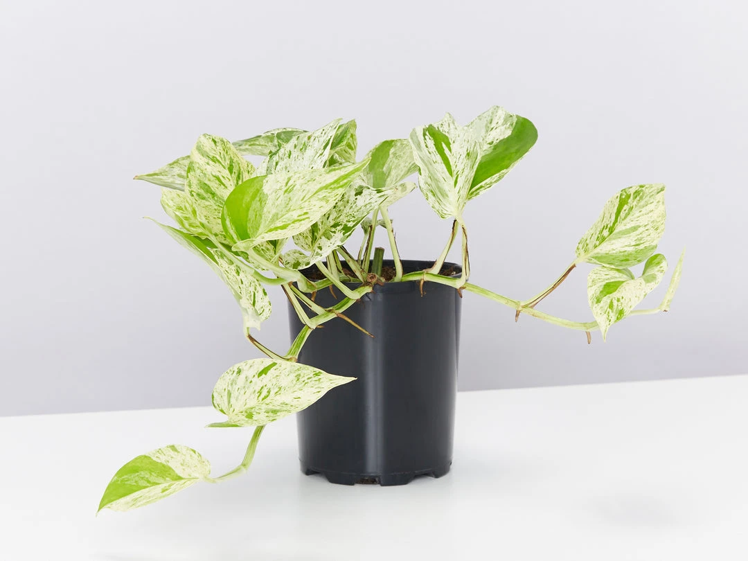 Pot + Plant Gift Box Pothos Marble Queen - Pot + Plant + Soil Pothos 'Devils Ivy' 9 Pot + Plant Gift Box Pothos Marble Queen - Pot + Plant + Soil Pothos 'Devils Ivy'