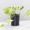 Indoor Garden Easy Care Plants Pothos Marble Queen - Plant Only 1 Indoor Garden Easy Care Plants Pothos Marble Queen - Plant Only