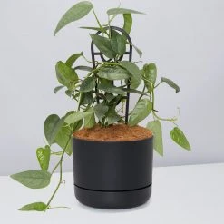 Pot + Plant Gift Box Cebu Blue Pothos - Pot + Plant + Soil