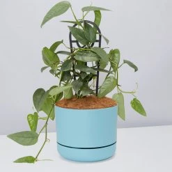 Pot + Plant Gift Box Cebu Blue Pothos - Pot + Plant + Soil