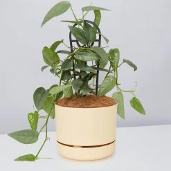 Pot + Plant Gift Box Cebu Blue Pothos - Pot + Plant + Soil