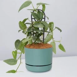 Pot + Plant Gift Box Cebu Blue Pothos - Pot + Plant + Soil