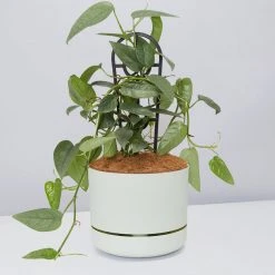 Pot + Plant Gift Box Cebu Blue Pothos - Pot + Plant + Soil