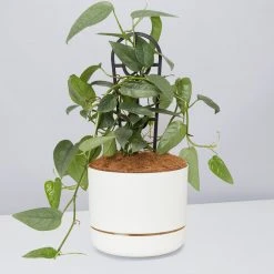 Pot + Plant Gift Box Cebu Blue Pothos - Pot + Plant + Soil