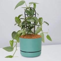 Pot + Plant Gift Box Cebu Blue Pothos - Pot + Plant + Soil