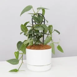 Pot + Plant Gift Box Cebu Blue Pothos - Pot + Plant + Soil