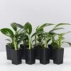 Indoor Garden Epipremnum Pinnatum Dragon Tails Plant Easy Care Plants 1 Indoor Garden Epipremnum Pinnatum Dragon Tails Plant Easy Care Plants