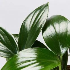 Indoor Garden Epipremnum Pinnatum Dragon Tails Plant Easy Care Plants