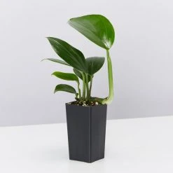 Indoor Garden Epipremnum Pinnatum Dragon Tails Plant Easy Care Plants