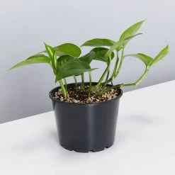 Pot + Plant Gift Box Jade Pothos - Pot + Plant + Soil