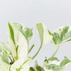 Indoor Garden Pothos Mixed Houseplant Pack 85mm Plant Packs 17 Indoor Garden Pothos Mixed Houseplant Pack 85mm Plant Packs