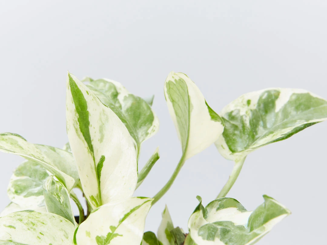 Indoor Garden Pothos Mixed Houseplant Pack 85mm Plant Packs 10 Indoor Garden Pothos Mixed Houseplant Pack 85mm Plant Packs