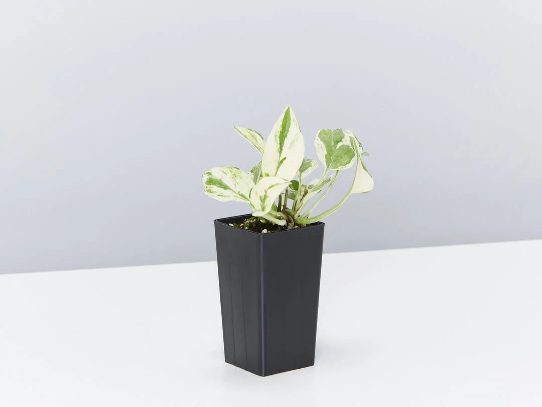 Indoor Garden Green Wall Pack - Indoors 15 Indoor Garden Green Wall Pack - Indoors
