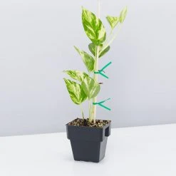 Pot + Plant Gift Box Devils Ivy 'Golden Pothos' - Pot + Plant + Soil