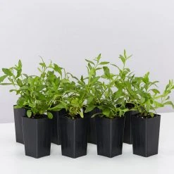 Shrubs Erigeron Karvinskianus Seaside Daisy Ground Covers