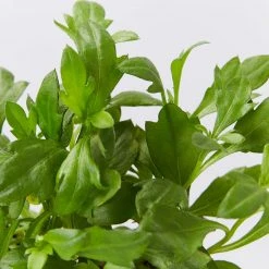 Shrubs Erigeron Karvinskianus Seaside Daisy Ground Covers