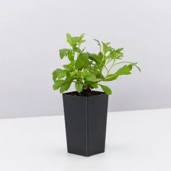 Shrubs Outdoor Assorted Hanging Plants Plant Packs