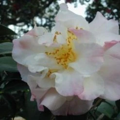 Shrubs Camellia Japonica Erin Farmer (blush White Pink Flower)