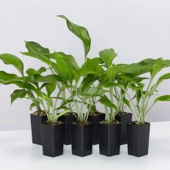 Shrubs Border Plants Eucharis X Grandiflora Eucharist Lily