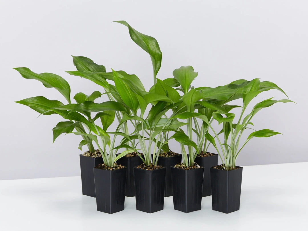 Shrubs Border Plants Eucharis X Grandiflora Eucharist Lily 3 Shrubs Border Plants Eucharis X Grandiflora Eucharist Lily