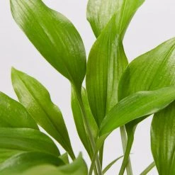 Shrubs Border Plants Eucharis X Grandiflora Eucharist Lily 11 Shrubs Border Plants Eucharis X Grandiflora Eucharist Lily