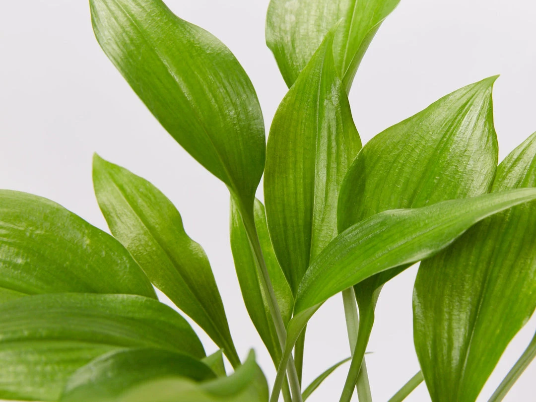 Shrubs Border Plants Eucharis X Grandiflora Eucharist Lily 7 Shrubs Border Plants Eucharis X Grandiflora Eucharist Lily