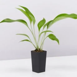 Shrubs Border Plants Eucharis X Grandiflora Eucharist Lily 9 Shrubs Border Plants Eucharis X Grandiflora Eucharist Lily