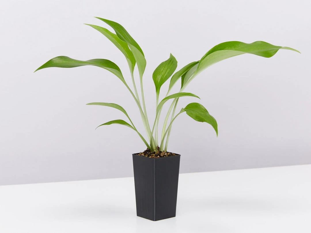 Shrubs Border Plants Eucharis X Grandiflora Eucharist Lily 5 Shrubs Border Plants Eucharis X Grandiflora Eucharist Lily