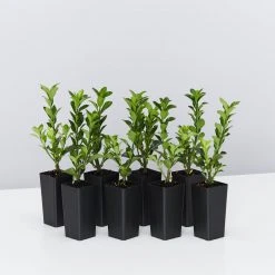 Shrubs Euonymus Japonica Green Rocket