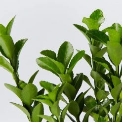 Shrubs Euonymus Japonica Green Rocket