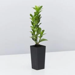 Shrubs Euonymus Japonica Green Rocket