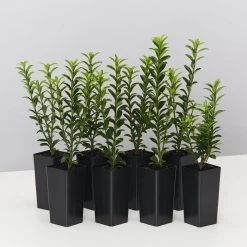 Hedge Euonymus Japonicus Tom Thumb (Compact)