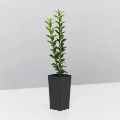 Hedge Euonymus Japonicus Tom Thumb (Compact)