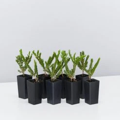 Shrubs Eutaxia Obovata