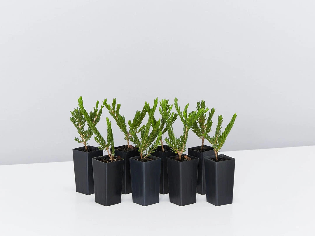 Shrubs Eutaxia Obovata 3 Shrubs Eutaxia Obovata