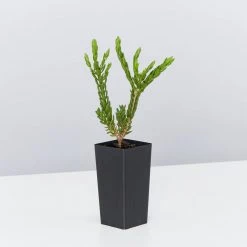 Shrubs Eutaxia Obovata 11 Shrubs Eutaxia Obovata