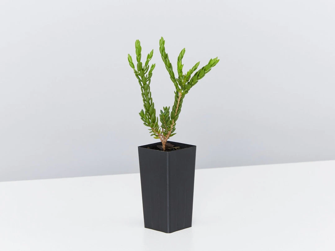 Shrubs Eutaxia Obovata 6 Shrubs Eutaxia Obovata