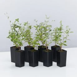 Shrubs Evolvulus Pilosus Blue