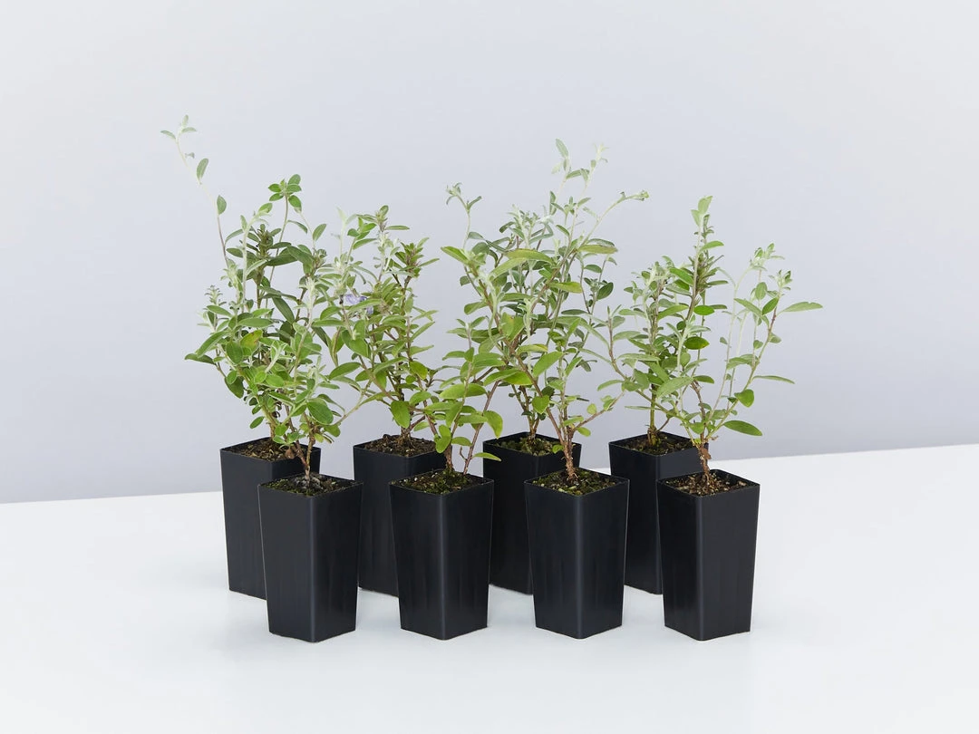 Shrubs Evolvulus Pilosus Blue 3 Shrubs Evolvulus Pilosus Blue