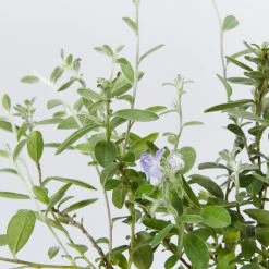 Shrubs Evolvulus Pilosus Blue 11 Shrubs Evolvulus Pilosus Blue