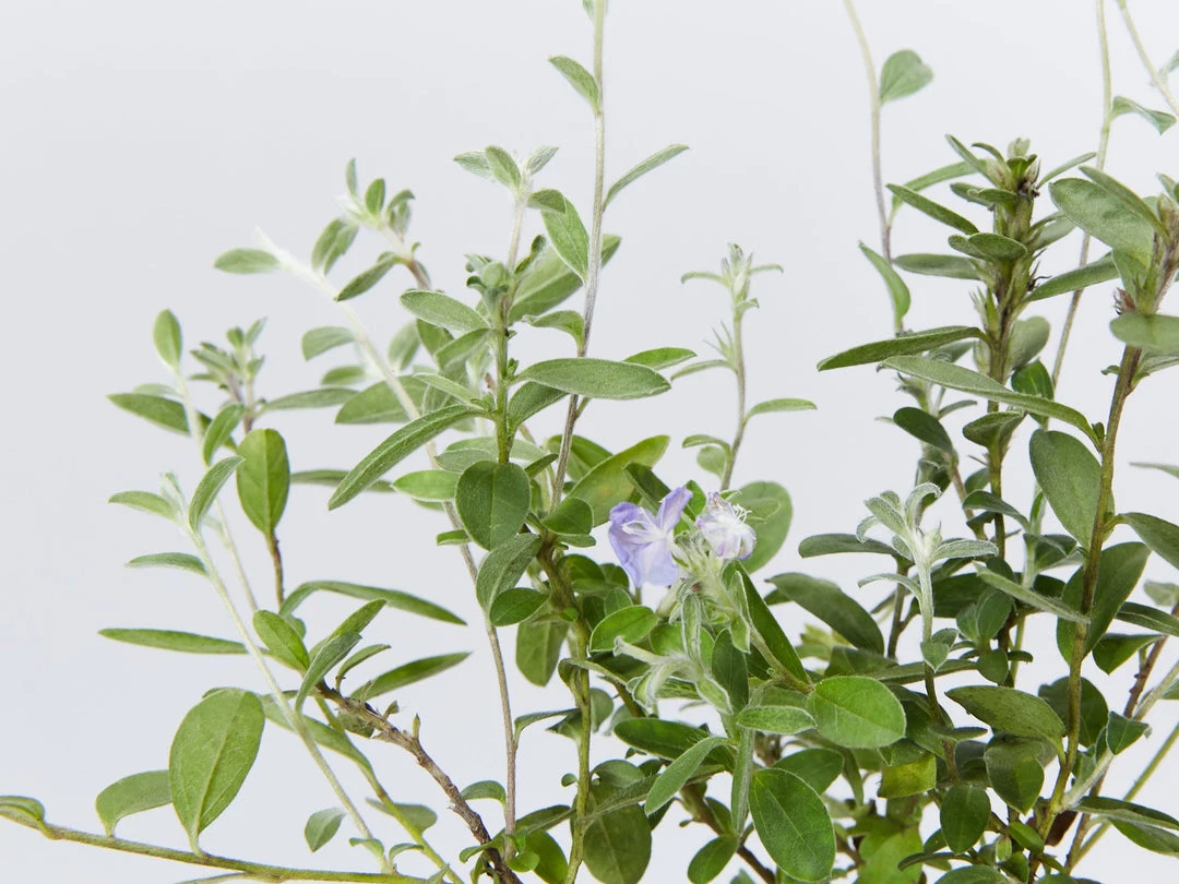 Shrubs Evolvulus Pilosus Blue 7 Shrubs Evolvulus Pilosus Blue